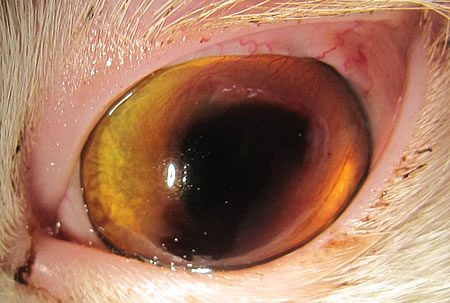角膜表層の硬く光沢のある黒褐色壊死巣