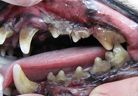 歯垢・歯石の付着、歯肉の退縮・発赤・腫脹