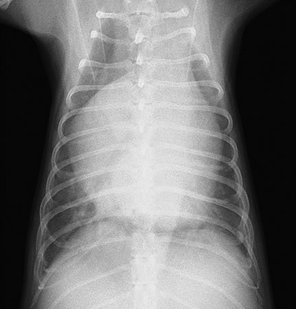 犬の僧帽弁閉鎖不全症の胸部X線写真