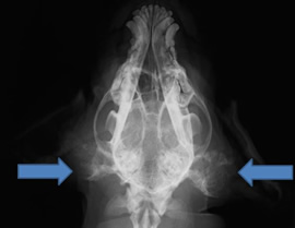 末期的慢性外耳炎のため骨化した耳道（青矢印）のX線写真